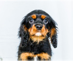 Small Photo #54 Cavalier King Charles Spaniel Puppy For Sale in WAKARUSA, IN, USA