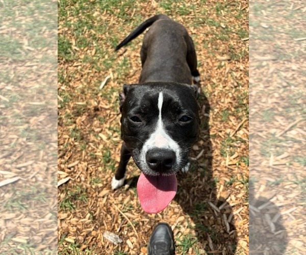 Medium Photo #10 Mutt Puppy For Sale in Rustburg, VA, USA