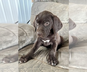 German Shorthaired Pointer Puppy for sale in WARSAW, NC, USA