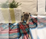 Small #7 French Bulldog