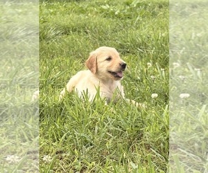 Golden Retriever Puppy for sale in CUB RUN, KY, USA