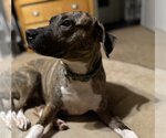 Small Photo #4 Labrador Retriever-Plott Hound Mix Puppy For Sale in Atlanta, GA, USA