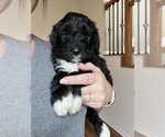 Small Photo #60 Golden Mountain Doodle  Puppy For Sale in REYNOLDSBURG, OH, USA