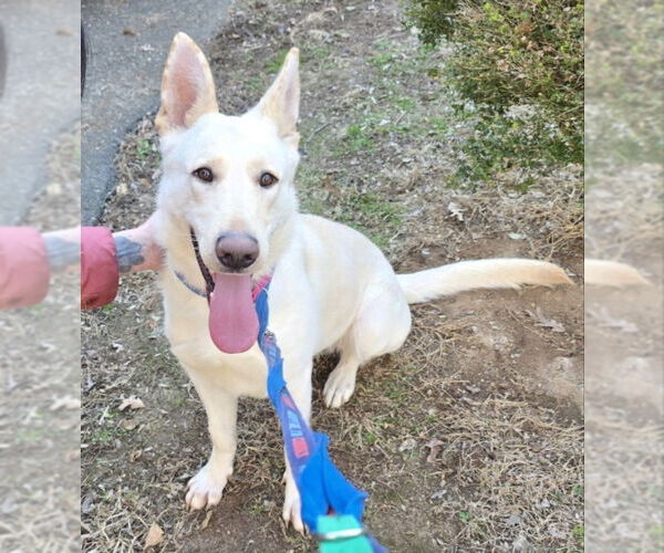 Medium Photo #15 - Mix Puppy For Sale in Winston Salem, NC, USA