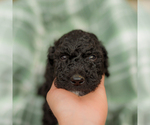 Small Photo #28 Goldendoodle Puppy For Sale in GREENBRIER, AR, USA
