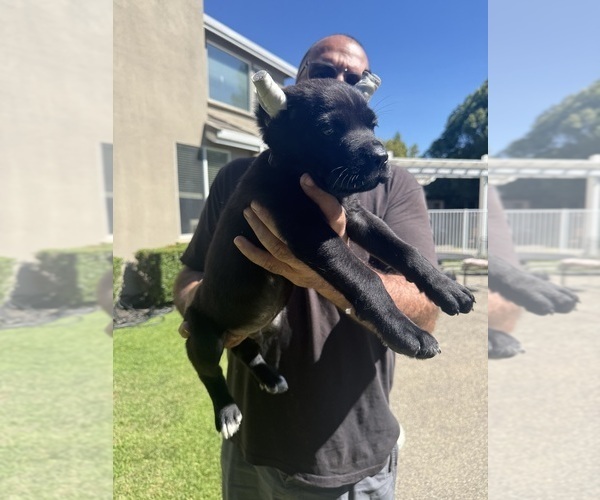 Medium Photo #5 Cane Corso Puppy For Sale in LIVERMORE, CA, USA