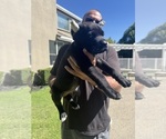 Small Photo #10 Cane Corso Puppy For Sale in LIVERMORE, CA, USA