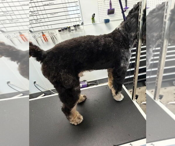 Medium Photo #3 Bernedoodle Puppy For Sale in Valrico, FL, USA