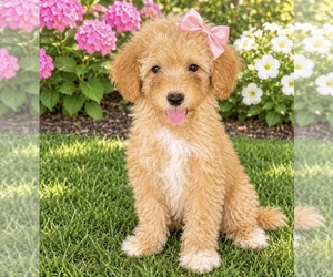 Goldendoodle mix (+ Poodle Miniature) Puppy for sale in CENTER HILL, FL, USA