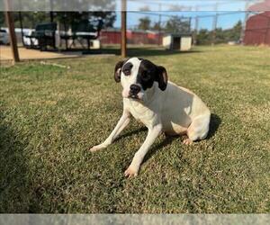 American Pit Bull Terrier Dogs for adoption in Grovetown, GA, USA