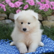 Small Photo #1 Samoyed Puppy For Sale in GAP, PA, USA