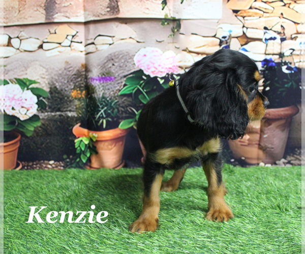 Medium Photo #1 Cavalier King Charles Spaniel Puppy For Sale in CHANUTE, KS, USA