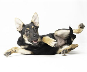 Stoney - M - Male German Shepherd Dog Dog for Adoption - Photo #6