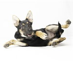 Small #5 German Shepherd Dog