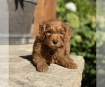 Puppy 4 Poodle (Standard)