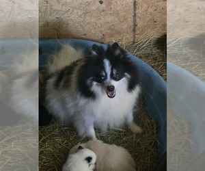 Mother of the Pomeranian puppies born on 08/25/2025