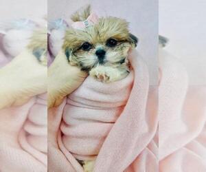 Shih Tzu Puppy for sale in BOCA RATON, FL, USA