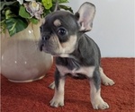 Small Photo #11 French Bulldog Puppy For Sale in GOSHEN, IN, USA