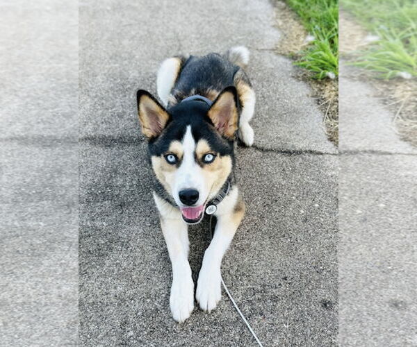 Medium Photo #4 Siberian Husky-Unknown Mix Puppy For Sale in Euless, TX, USA