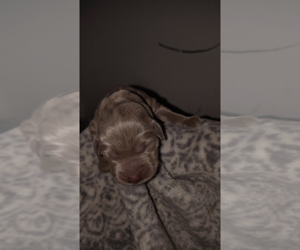 Medium Photo #1 Labrador Retriever Puppy For Sale in AURORA, CO, USA