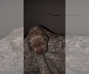 Labrador Retriever Puppy for sale in AURORA, CO, USA