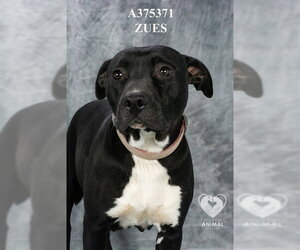 Mutt Dogs for adoption in Stockton, CA, USA