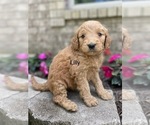 Small Photo #1 Goldendoodle Puppy For Sale in FORDLAND, MO, USA