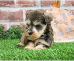 Small #4 Schnauzer (Miniature)