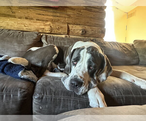 Medium Photo #5 Great Dane Puppy For Sale in St. Louis Park, MN, USA