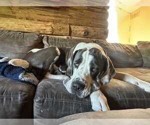 Betty - Female Great Dane Dog for Adoption - Photo #5