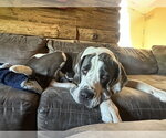 Small Photo #5 Great Dane Puppy For Sale in St. Louis Park, MN, USA