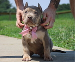 Puppy Red Collar American Bully