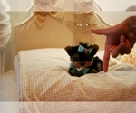 cute puppy - Female Yorkshire Terrier Puppy for Sale - Photo #3