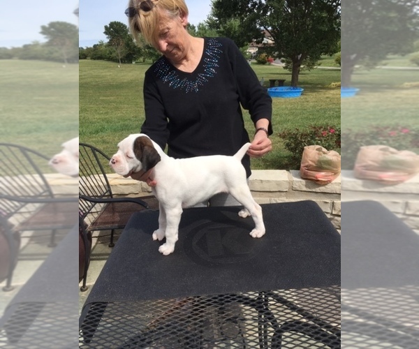 Medium Photo #1 Boxer Puppy For Sale in GROVE CITY, OH, USA