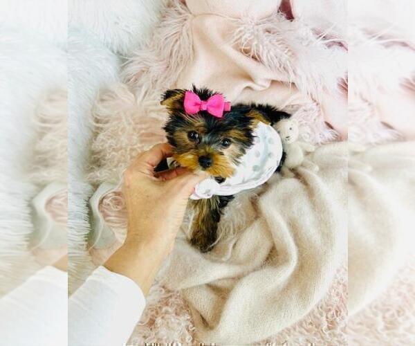 Medium Photo #9 Yorkshire Terrier Puppy For Sale in TAMPA, FL, USA