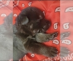Small Photo #4 German Shepherd Dog Puppy For Sale in FAIR GROVE, MO, USA