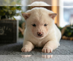 Small #2 Shiba Inu