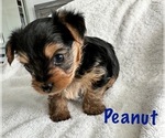 Small Photo #4 Yorkshire Terrier Puppy For Sale in FONTANA, CA, USA