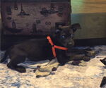 Small #2 German Shepherd Dog Mix