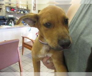Labrador Retriever Dogs for adoption in Ocala, FL, USA