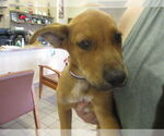 Small Labrador Retriever