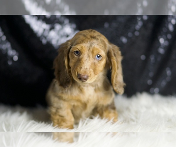 Medium Photo #6 Dachshund Puppy For Sale in WARSAW, IN, USA