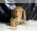 Small #5 Dachshund
