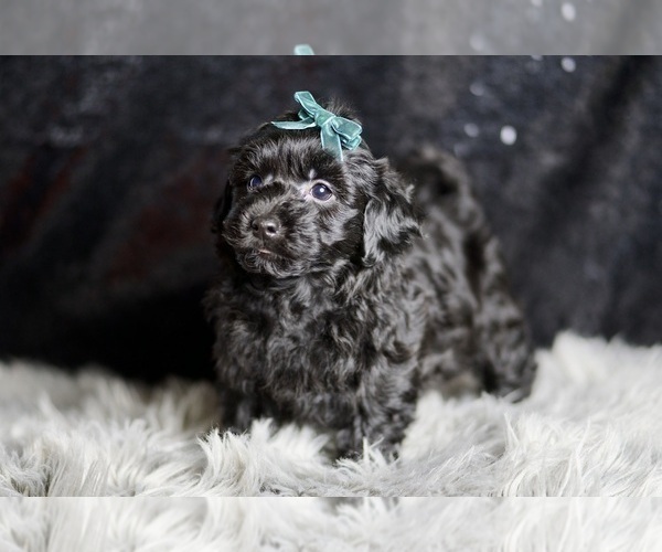 Medium Photo #4 YorkiePoo Puppy For Sale in WARSAW, IN, USA