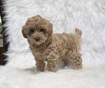 Small Goldendoodle (Miniature)