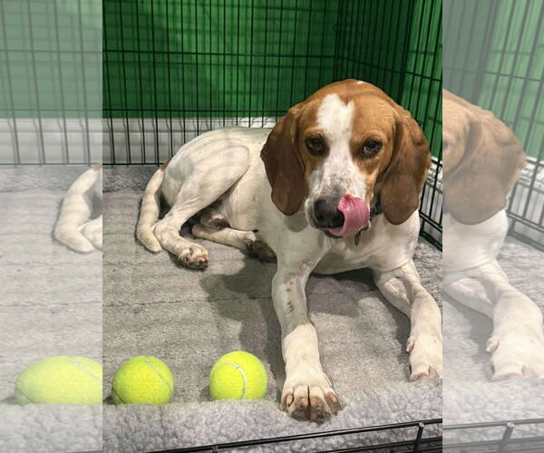 Medium Photo #5 Mutt Puppy For Sale in Rustburg, VA, USA