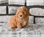 Small #3 Poodle (Toy)