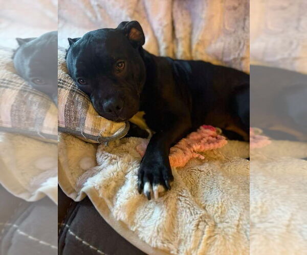 Medium Photo #33 Bulldog-Unknown Mix Puppy For Sale in Germantown, OH, USA