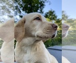 Puppy Leo Labrador Retriever