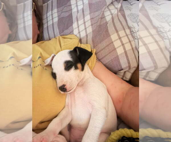 Medium Photo #1 Rat-Cha Puppy For Sale in Davis, CA, USA